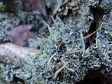 Cladonia ochrochlora image