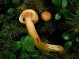 Chroogomphus tomentosus image