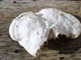 Tyromyces chioneus image