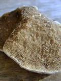 Tyromyces chioneus image