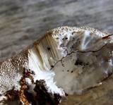 Tyromyces chioneus image