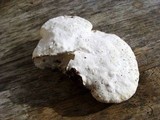Tyromyces chioneus image