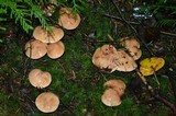 Suillus caerulescens image