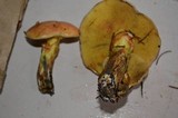 Suillus caerulescens image