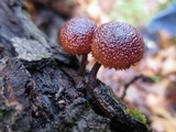 Phaeomarasmius erinaceus image