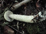 Leccinum holopus image