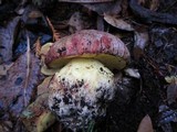 Boletus regius image