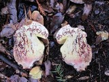 Boletus regius image