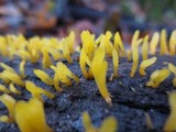 Calocera cornea image