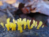 Calocera cornea image