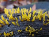 Calocera cornea image