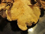 Onnia tomentosa image