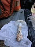 Amanita smithiana image