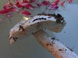 Amanita smithiana image