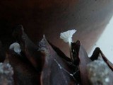 Strobilurus diminutivus image