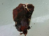 Strobilurus diminutivus image
