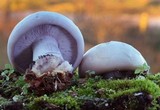 Lepista glaucocana image