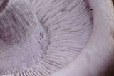 Lepista glaucocana image