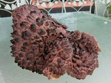 Sarcodon imbricatus image