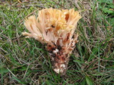 Ramaria sanguinea image