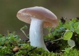 Hygrocybe colemanniana image