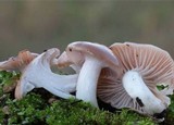 Hygrocybe colemanniana image