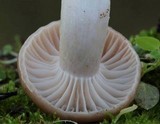 Hygrocybe colemanniana image