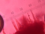 Phanerochaete sanguinea image