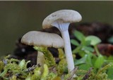 Hygrocybe virginea var. fuscescens image