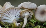 Hygrocybe virginea var. fuscescens image