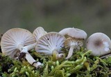 Hygrocybe virginea var. fuscescens image