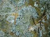 Punctelia perreticulata image