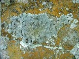 Punctelia perreticulata image