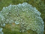 Punctelia perreticulata image