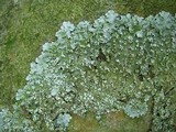 Punctelia perreticulata image