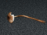 Lepiota flammeatincta image