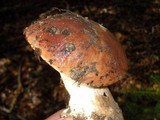 Boletus regineus image