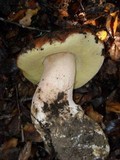 Boletus regineus image