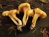Cantharellus formosus image