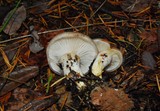 Gomphidius oregonensis image