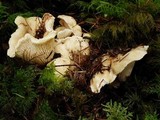 Cantharellus subalbidus image