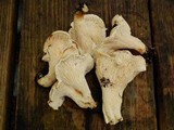 Cantharellus subalbidus image
