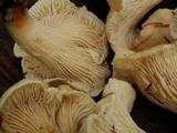 Cantharellus subalbidus image