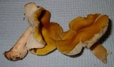 Tricholoma fumosoluteum image