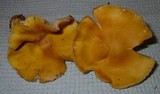 Tricholoma fumosoluteum image