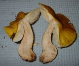 Tricholoma fumosoluteum image