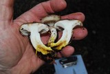 Gomphidius oregonensis image