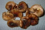 Hygrophorus boyeri image
