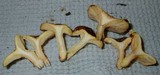 Hygrophorus boyeri image