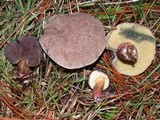 Boletus chrysenteron image
